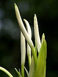 花韵