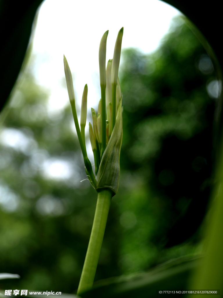 花韵