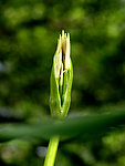 花韵