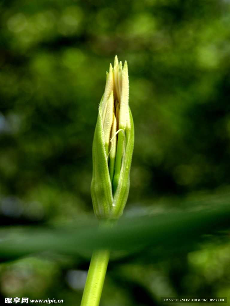 花韵