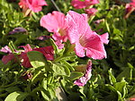 矮牵牛花