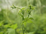 绿色植物