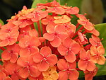 龙船花
