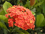 龙船花