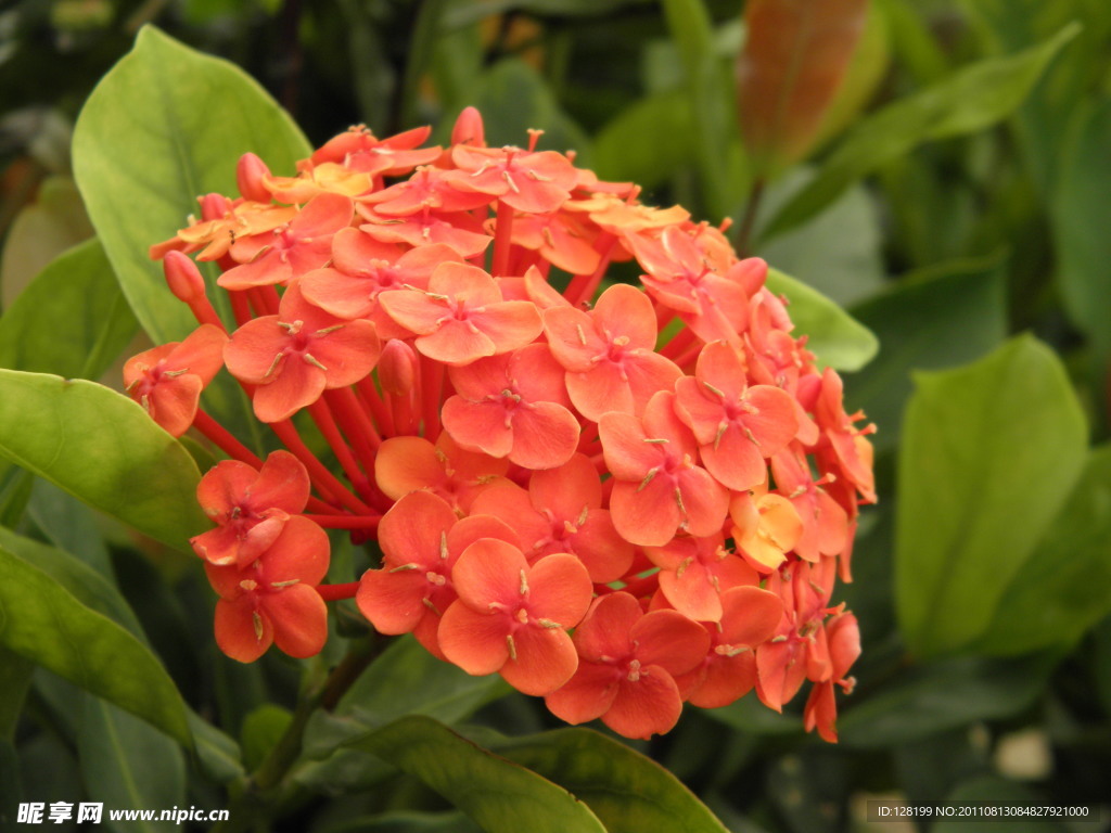 龙船花