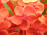 龙船花