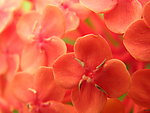 龙船花