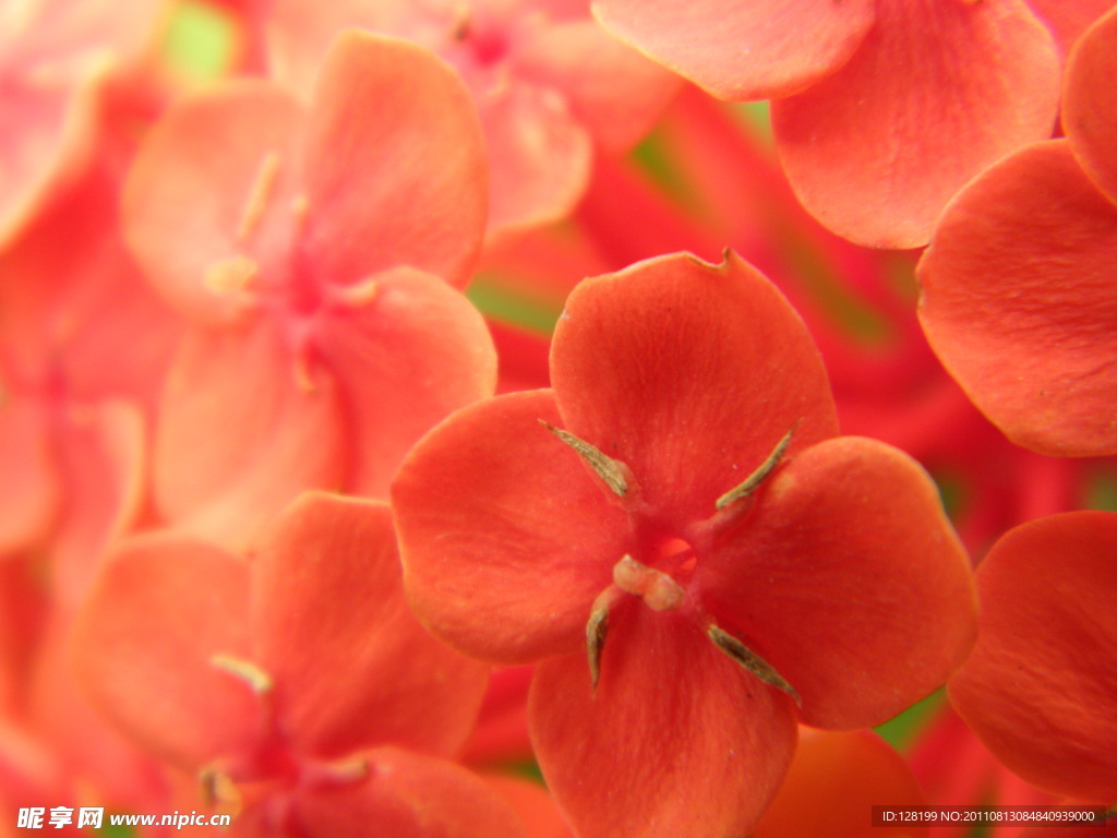 龙船花