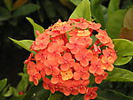 龙船花