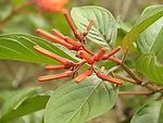 希茉莉
