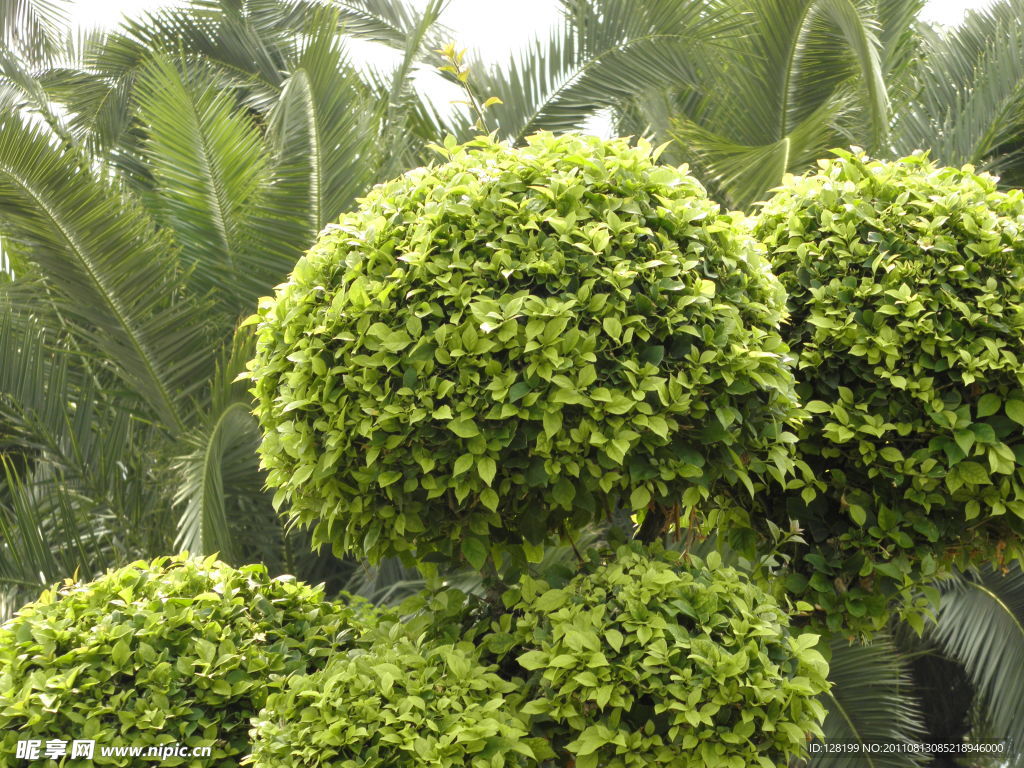 绿色植物