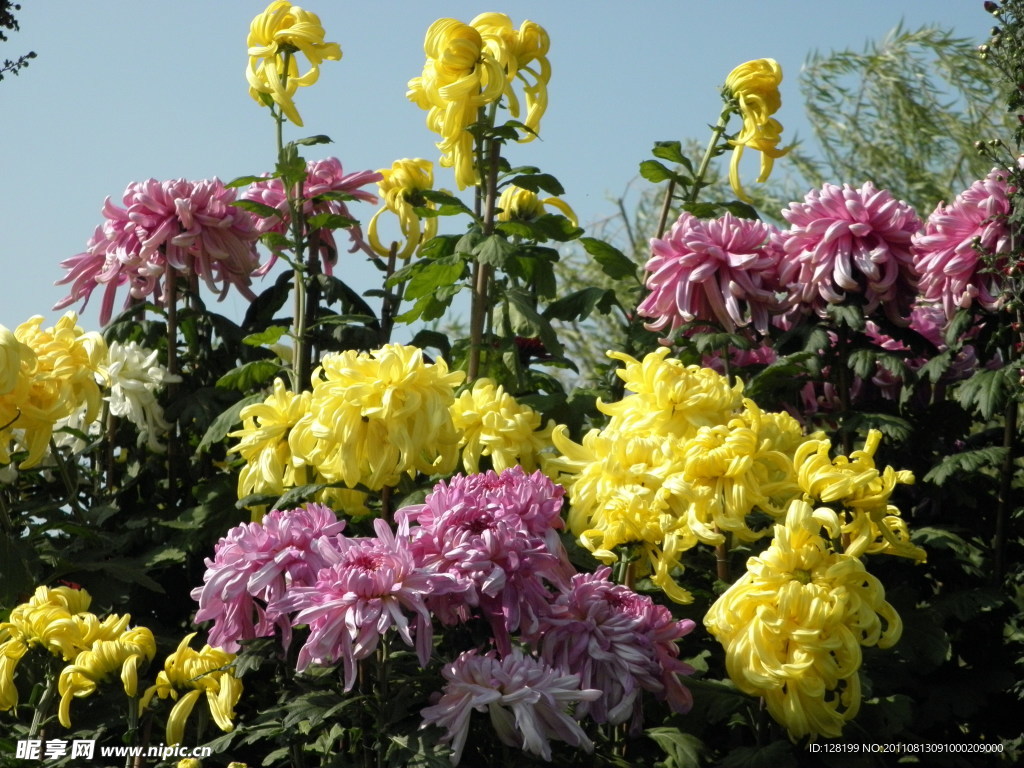 菊花