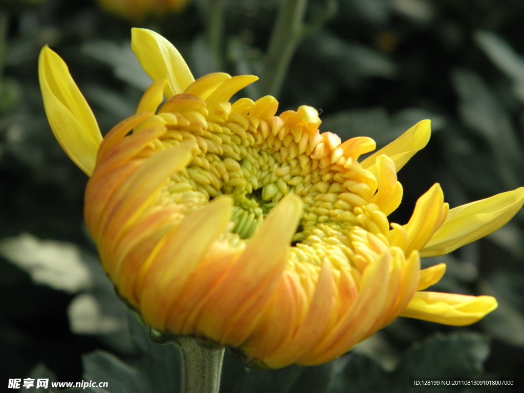 菊花