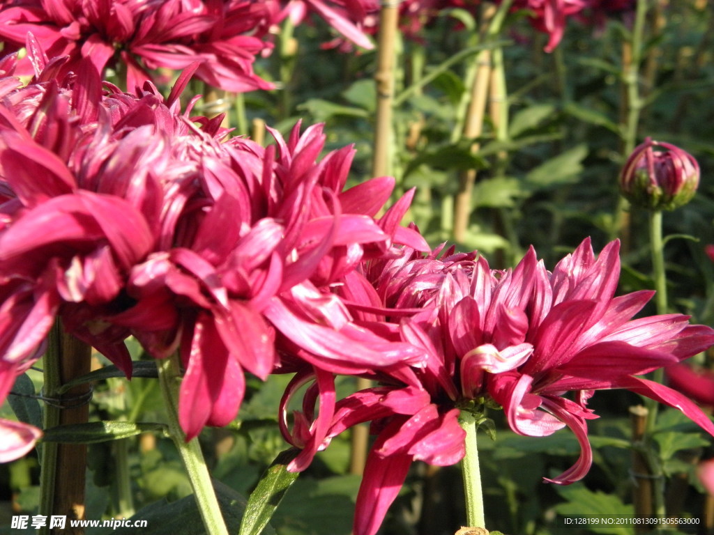 菊花