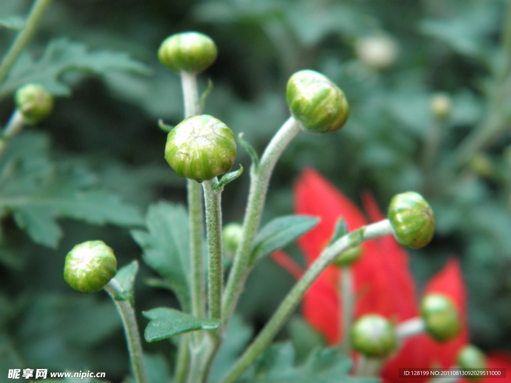 菊花