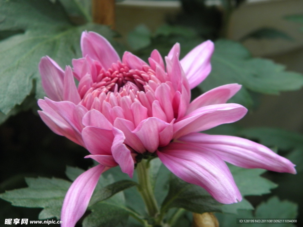 菊花