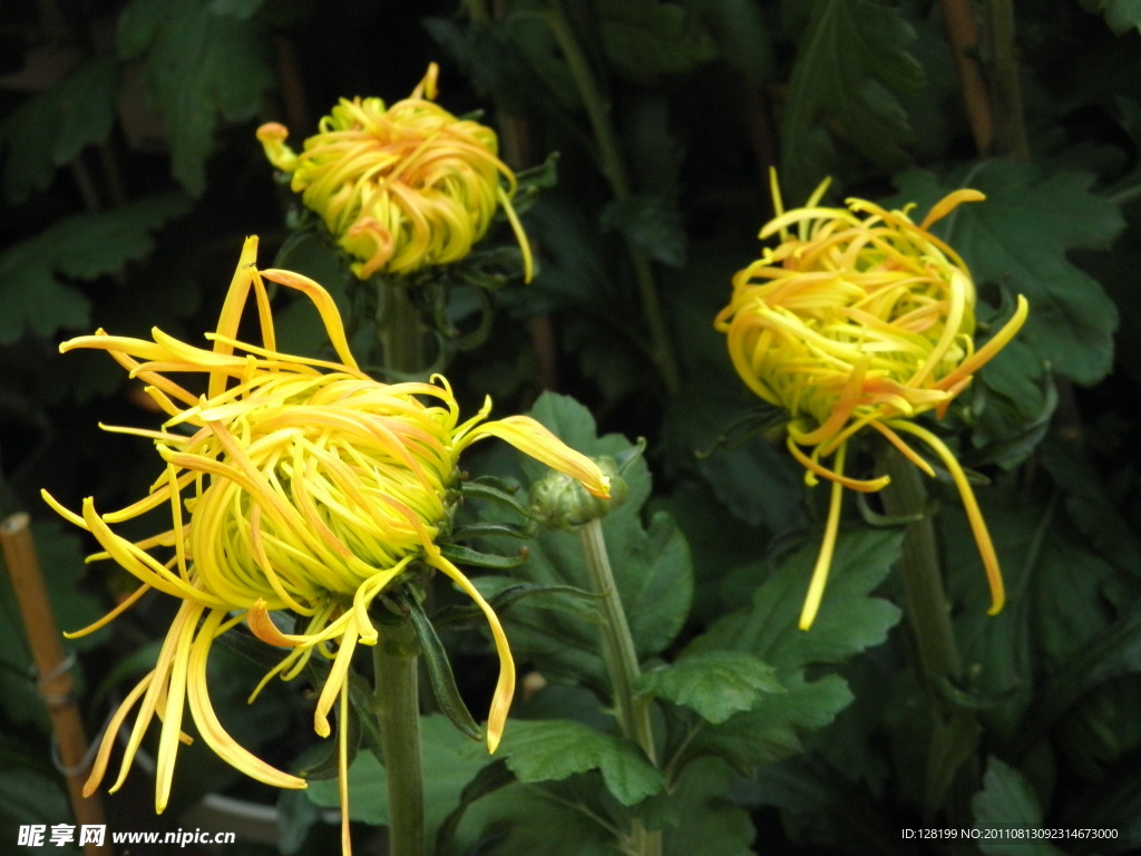 菊花