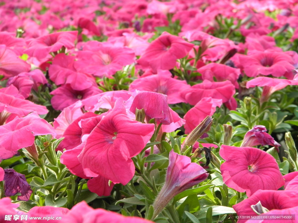 矮牵牛花