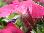 矮牵牛花