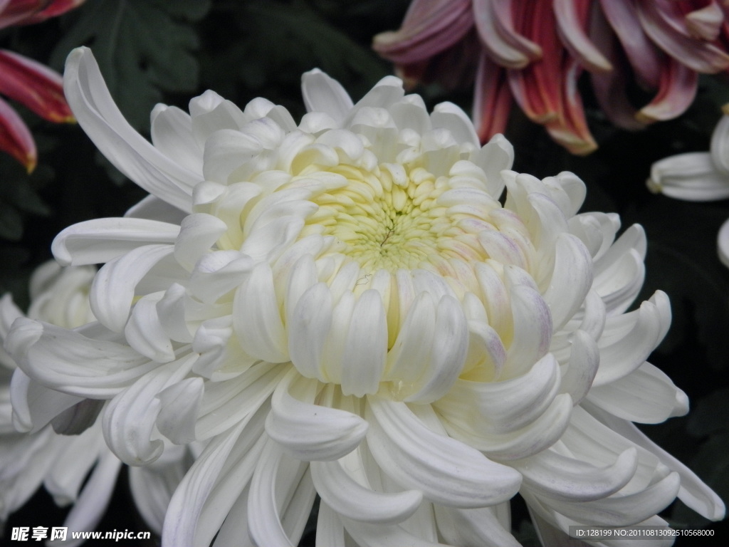 菊花