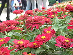 百日菊