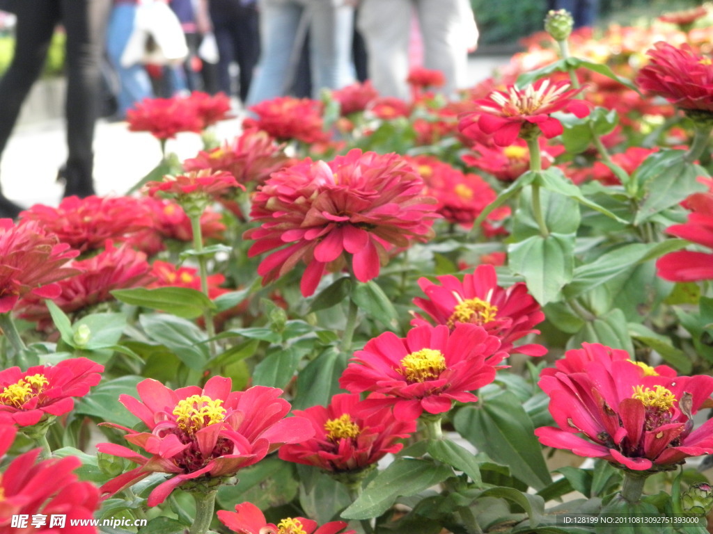 百日菊