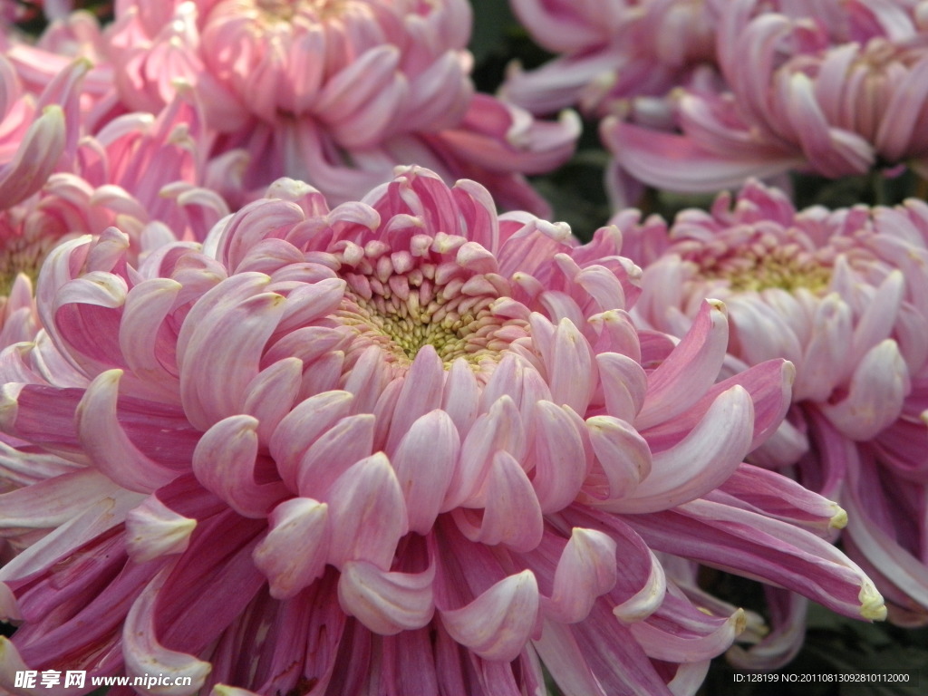 菊花