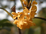 桂花树