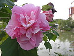 木芙蓉(非高清)