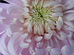 菊花(非高清)
