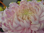 菊花(非高清)