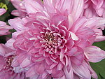 菊花(非高清)