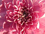 菊花(非高清)