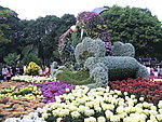 菊花展示