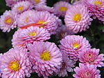 菊花(非高清)