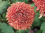 菊花(非高清)