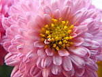菊花(非高清)