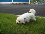 比熊 爱犬 名犬
