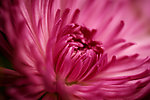 菊花特写