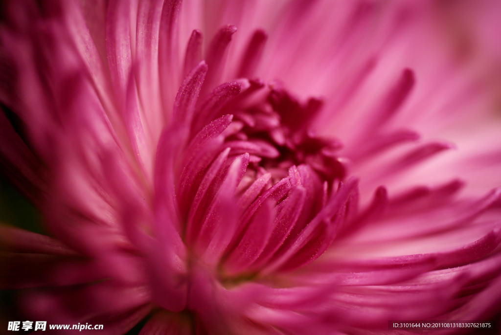 菊花特写
