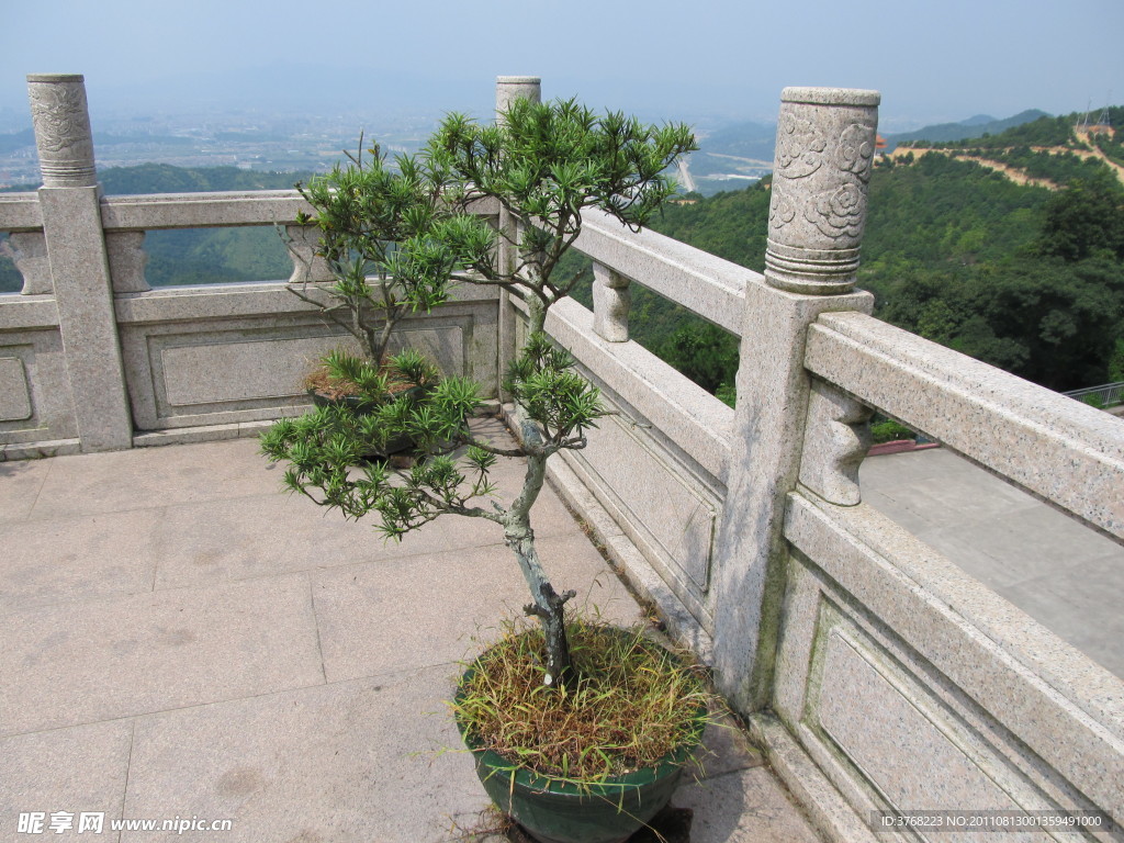 盆景植物