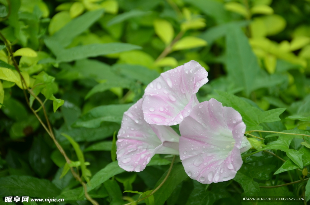 打碗花