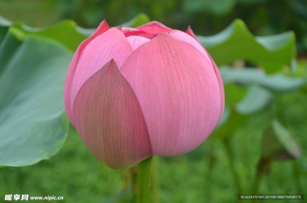 菏花花蕾