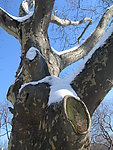 雪树