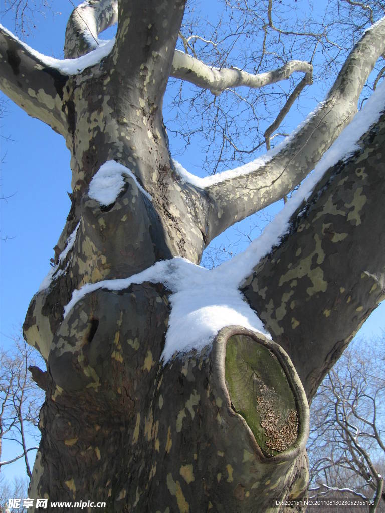 雪树