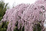 樱花树