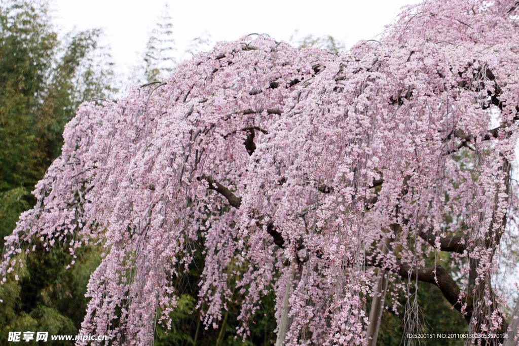 樱花树