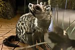 果子狸