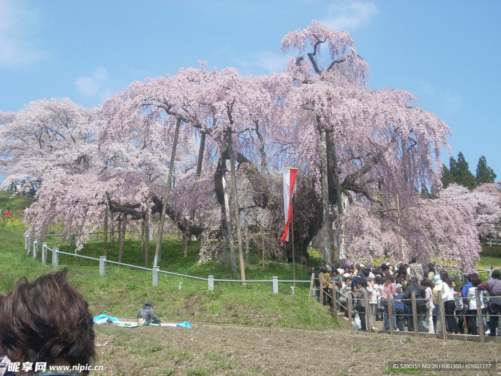 樱花树