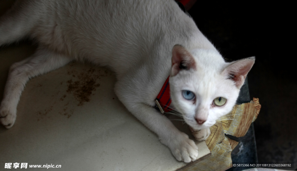 阴阳眼的猫